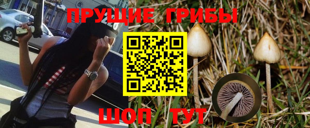 Галлюциногенные грибы Psilocybe Сухой Лог